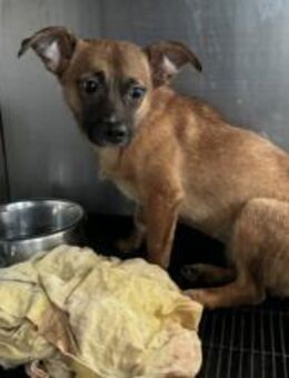 Kleine Nelly sucht sicheres Zuhause! - München