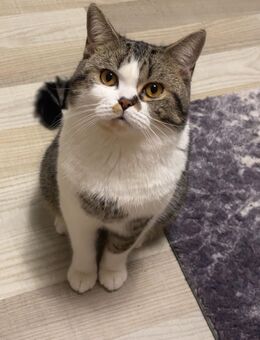 Kater sucht liebevolles zu Hause - Saarbrücken