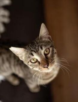 Lianos, lebhafter Abenteurer, ca. 8 Mona - Vaterstetten