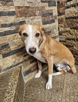 Lieber Rüde Mority - Eichenzell