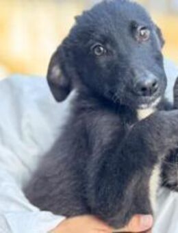 Inola Hundemädchen sucht das Glück - München