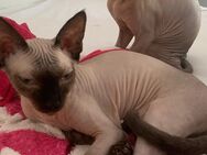 Sphynx Katze weiblich 5 Monate abzugeben - Rastatt