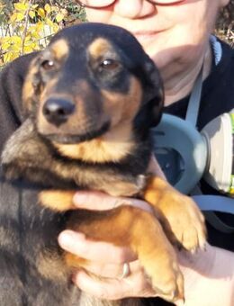 Dolly - Mönchengladbach