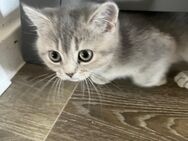 2 Wunderschöne Reinrassige BKH Kitten ab sofort abzugeben - Berlin Marzahn-Hellersdorf