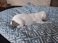 Whippet Welpen von Whippet Liebhabern - Rhede Zentrum