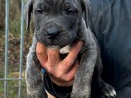 Presa Canario Welpen - Duisburg