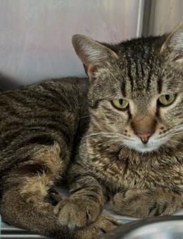 Verschmuster Merlin sucht dringend - Kallmünz