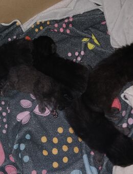 5 xxl maine coon mix kitten grau schwarz - Bad Kissingen
