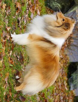 Spaziergänge und Kuschelzeit für Sheltie Hündin gesucht - Nordhausen