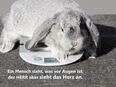 Christliches A1-Poster – Hase auf Küchenwaage – Der Herr sieht das Herz an - 1. Samuel 16,7 in 26382