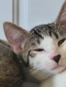 EKH Kitten Abgabebereit - Gladbeck