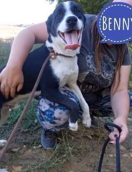Benny ein Familienhund - Flörsheim-Dalsheim