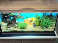 60 Liter Aquarium mit Fischen und seh viel Zubehör - Düsseldorf