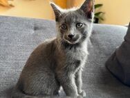 Russisch blau Kitten Kater - Espenau