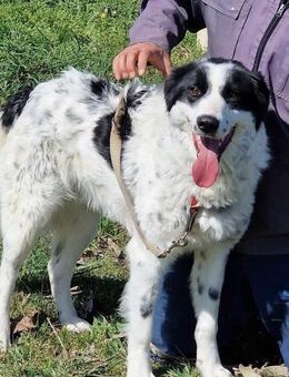 JACKSON in 91580 NOTFALL 🆘 🆘🆘🆘🆘 - München