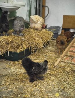 Seidenhühner - Lambertsberg