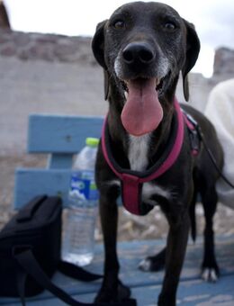 Gordon-quirlig und verspielt - Haan