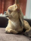 04.04.2024 Chihuahua mit Ahnentafel und Eu pass 🪪 in 22175