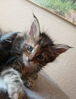 Nur noch 1 xxl maine coon kitten weibchen - Bad Kissingen