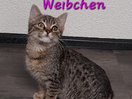 Babykatzen - Ahorn (Baden-Württemberg)