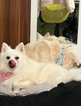 Spitzdame Elsa sucht ihre Menschen - Chemnitz