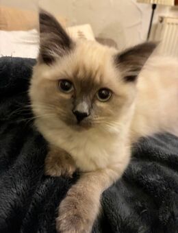 Heilige Birma Kitten Mädchen - Kronach Zentrum