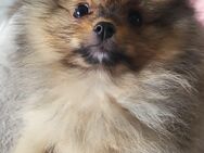 Zwergspitz/Pomeranian Welpe/Rüde sucht Familie - Bremen