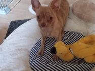 Tigerchen... freundlicher Chihuahua Welpe Kurzhaar Rüde schoko creme brindle gestromt 5 Monate alt - Dassel