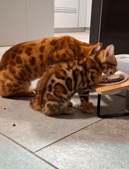 Bengalkaterchen - Ebsdorfergrund