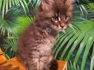 Wunderschöne Maine Coon Kitten! - Hammelburg