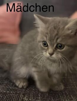 Reinrassige Britisch Kurzhaar Kitten - Regensburg