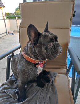 Französische Bulldogge sucht Platz auf Lebenszeit - Ertingen