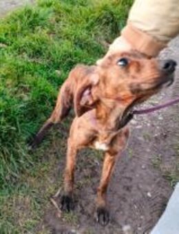 Luna - ruhige sensible Junghündin - Würzburg