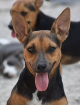 Dobby im Tierheim geboren Mr - Ludwigshafen (Rhein)