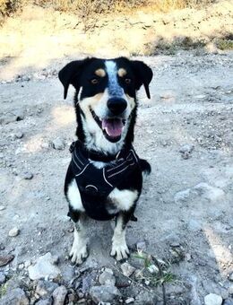 Loreen-lebhaft und verspielt - Haan