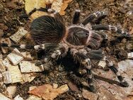 Acanthoscurria geniculata - Braunschweig