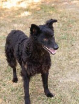 Sanfte Seele Nees sucht ihre Menschen - Duisburg