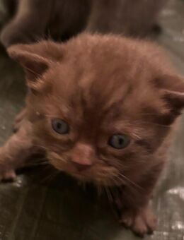 Britisch Kurzhaar Kitten reinrassig - München Schwanthalerhöhe