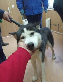 Semu, aus dem Käfig in die Freiheit - Steinhagen (Nordrhein-Westfalen)