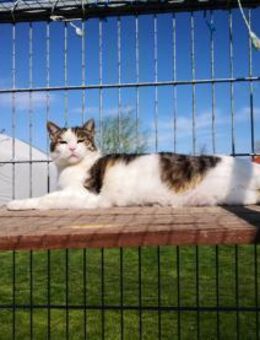 Schüchterner Dzsumi sucht Dich! - Walluf