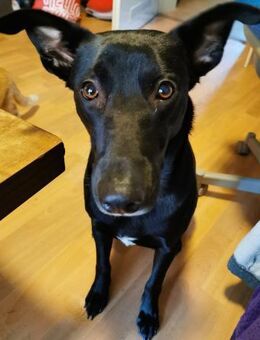 Elly sucht liebe Menschen - Neuhausen (Fildern)