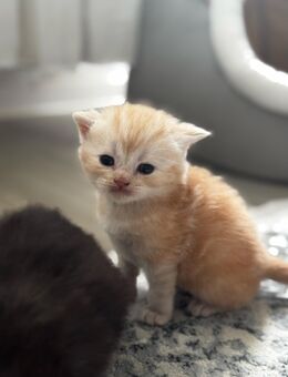 🐾 BKH Kitten mit Stammbaum – Liebevoll aufgezogen & bereit fürs neue zuhause 🏡 - Duisburg