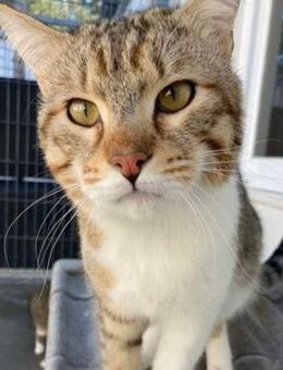 Gildo - Verschmuster Turbo-Diesel - Aichwald