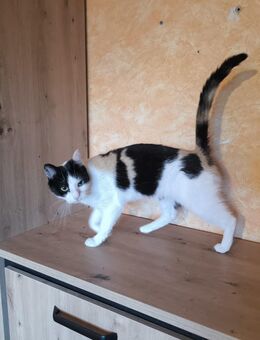 Katze abzugeben - Freiensteinau