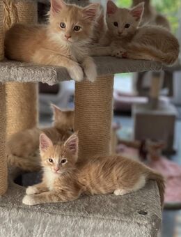 Maine Coon XXL Kitten reinrassig - Nordheim