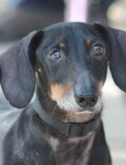 Paddy - charmant & liebenswürdig - Lohmar