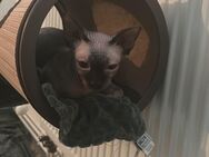 Sphynx-Katze abzugeben!!! - Berlin Reinickendorf