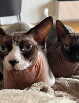 Zwei Sphynx suchen ein neues Zuhause - Nürnberg