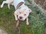 Old English Bulldog/Bully Mix - Wiesbaden Dotzheim