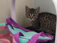 Kitten - Braunfels